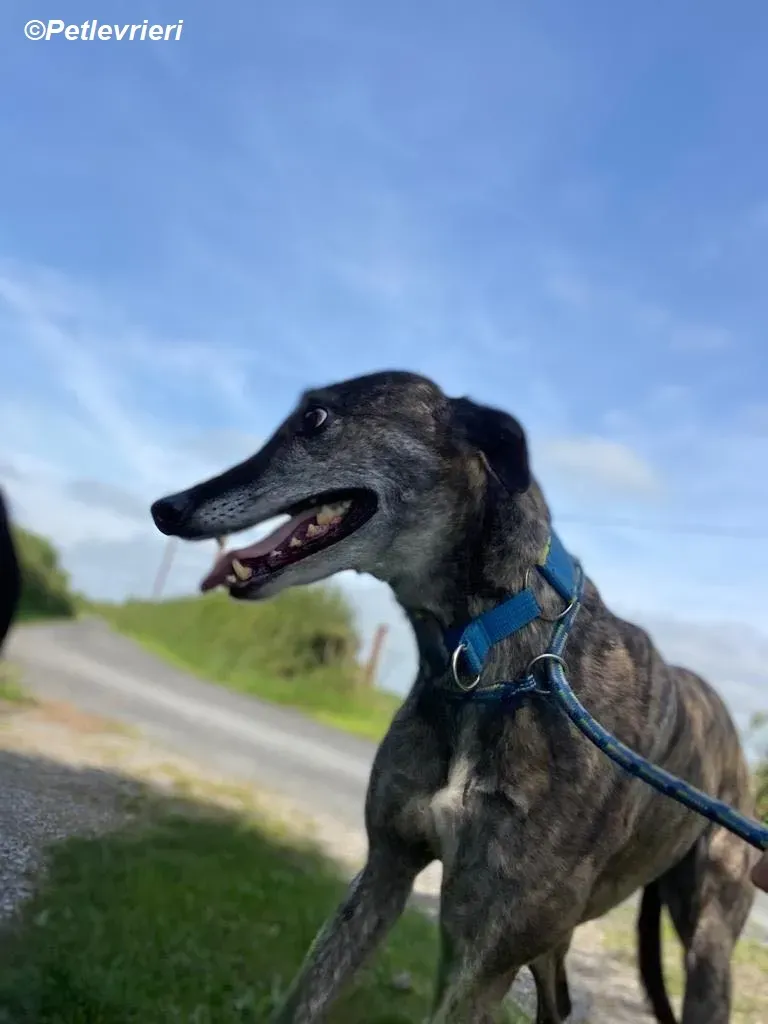 Ruby adozione levrieri greyhound 15