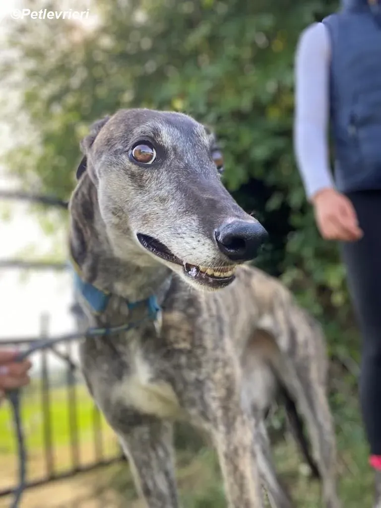 Ruby adozione levrieri greyhound 16