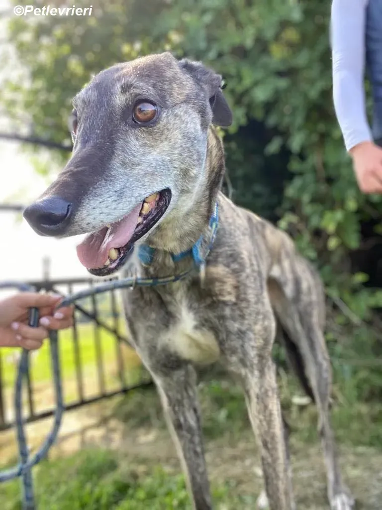Ruby adozione levrieri greyhound 17