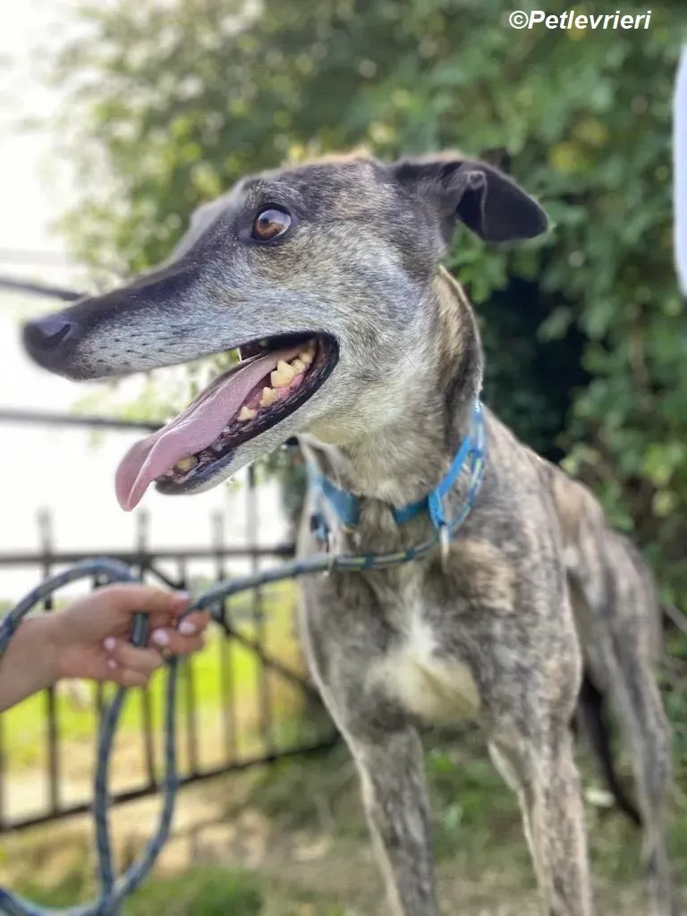 Ruby adozione levrieri greyhound 18