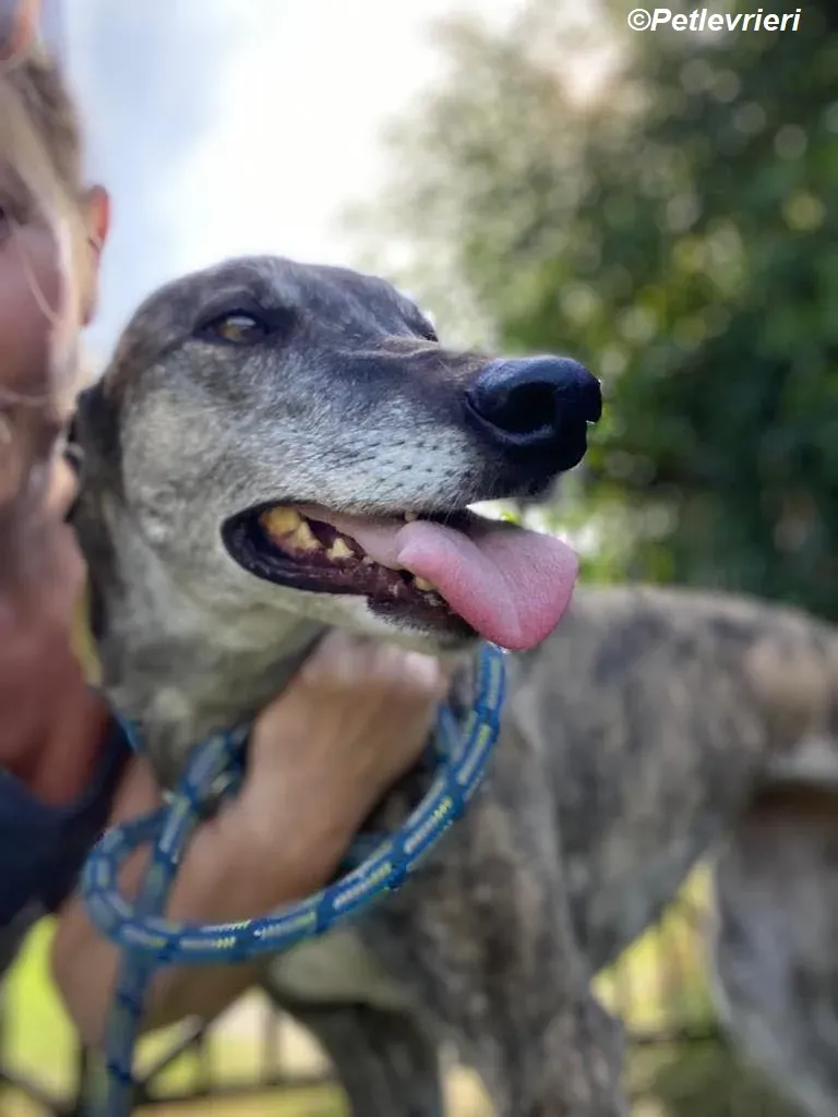 Ruby adozione levrieri greyhound 19