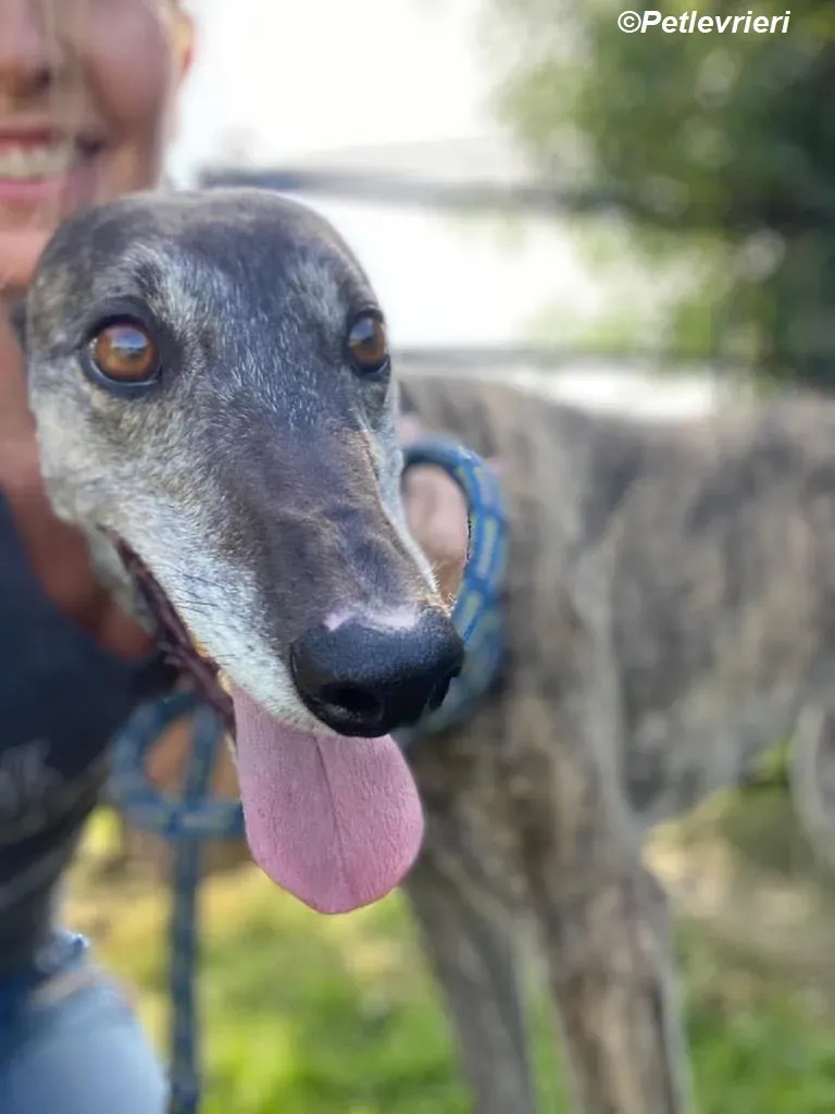 Ruby adozione levrieri greyhound 20