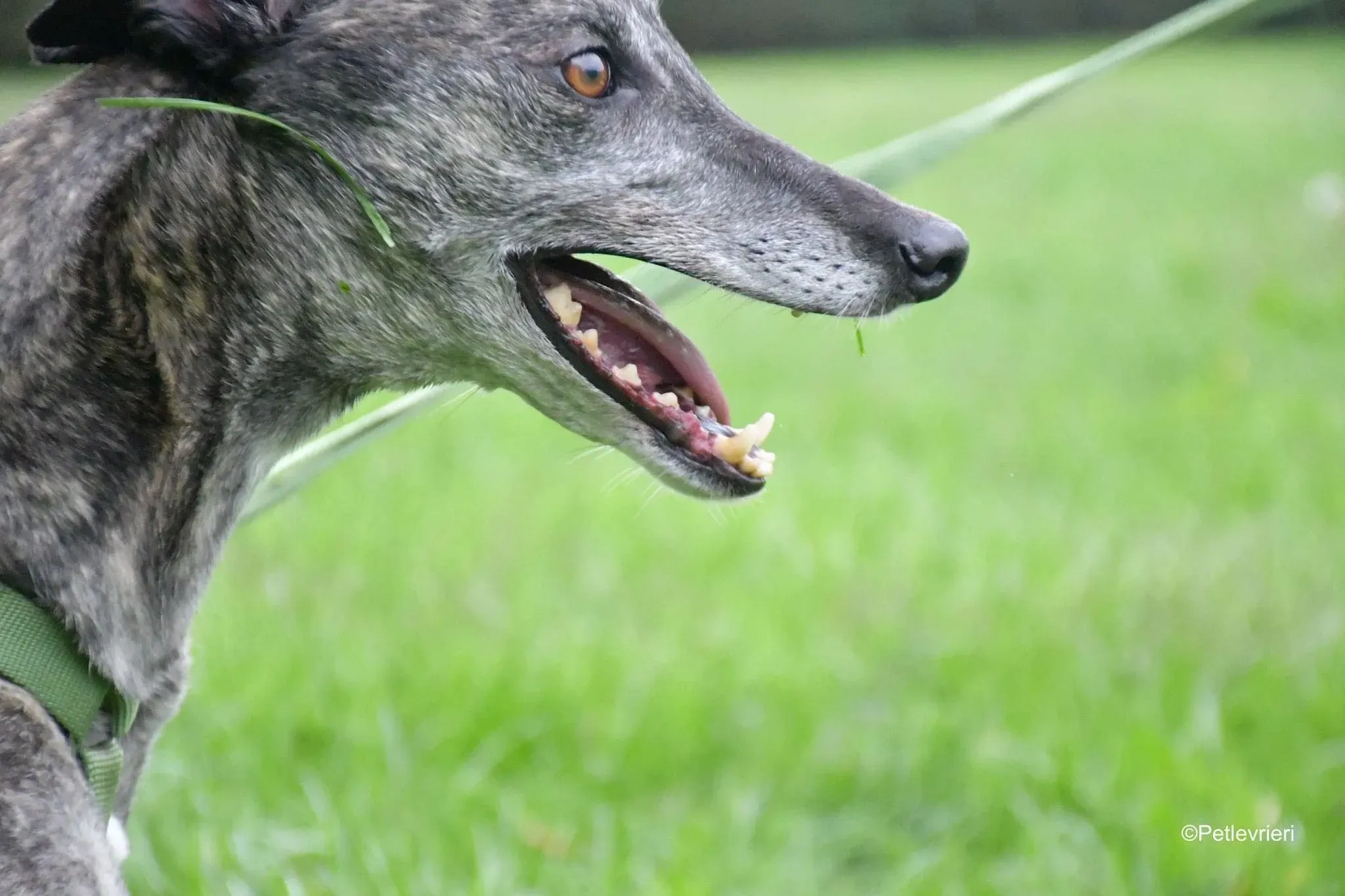 Ruby greyhound adoptionday adozione levrieri 1