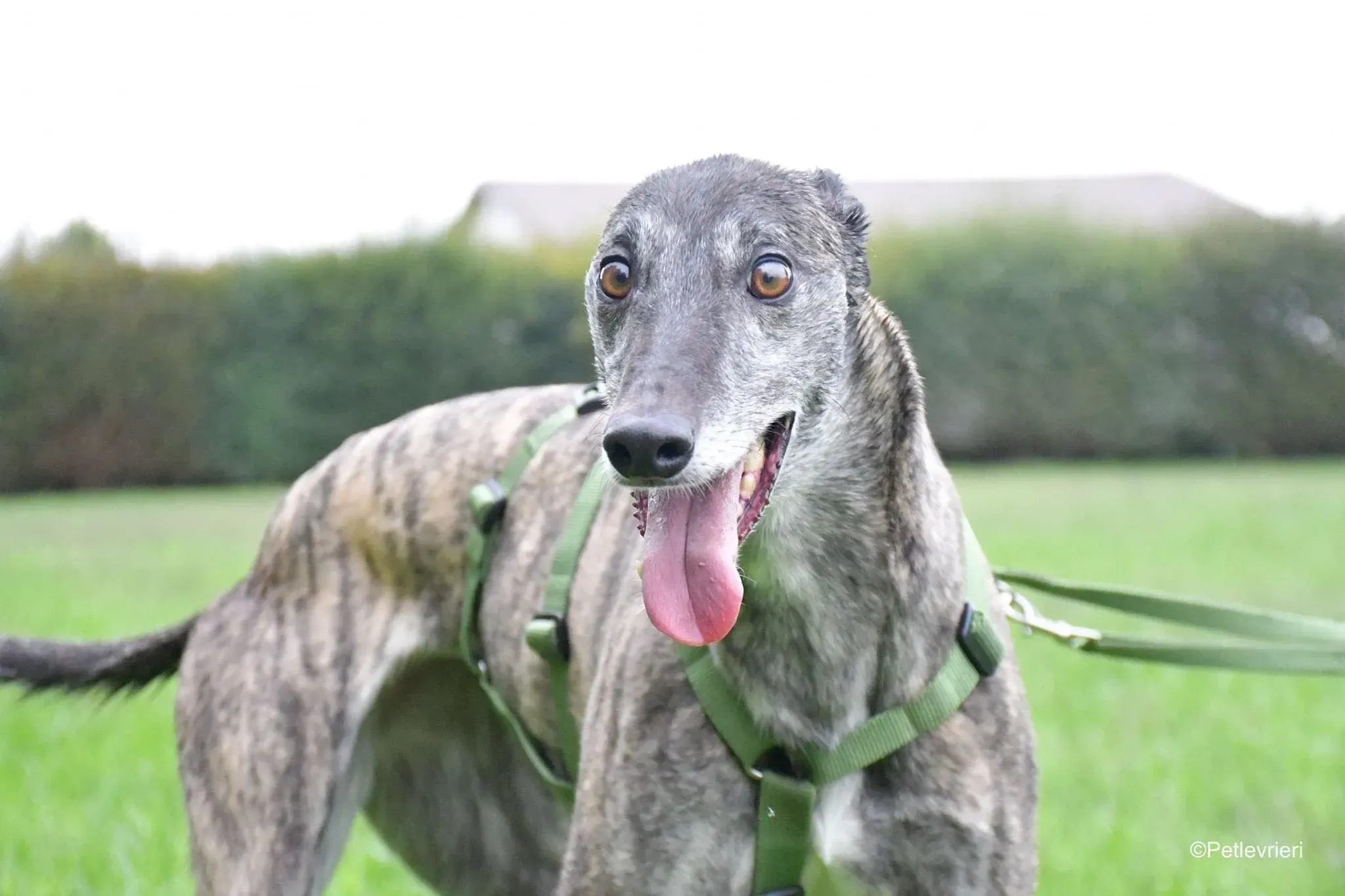 Ruby greyhound adoptionday adozione levrieri 10