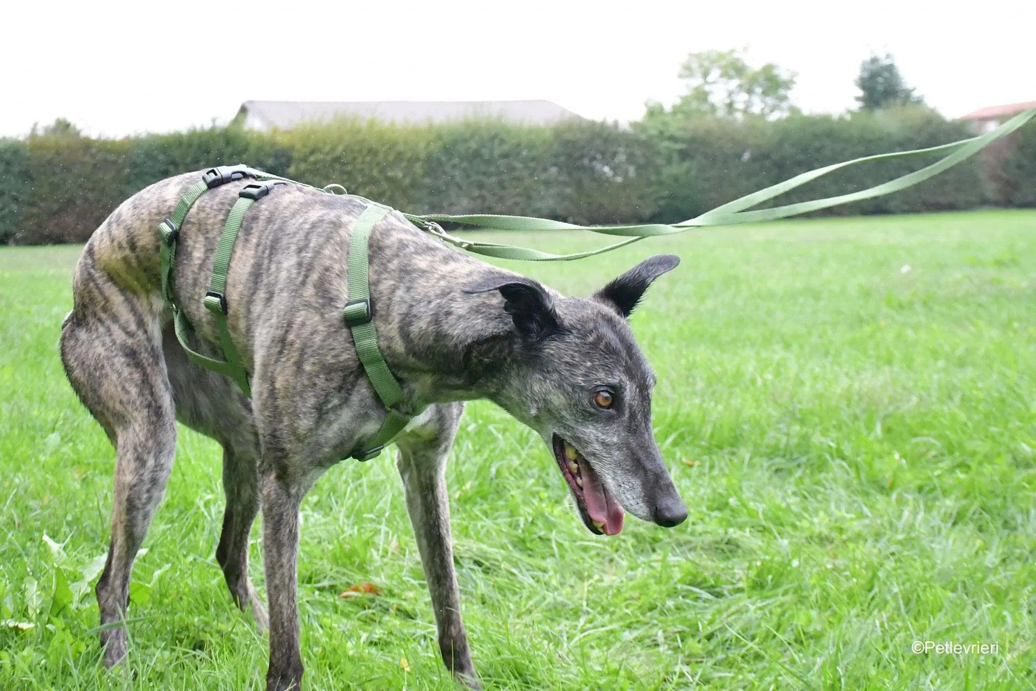 Ruby greyhound adoptionday adozione levrieri 11