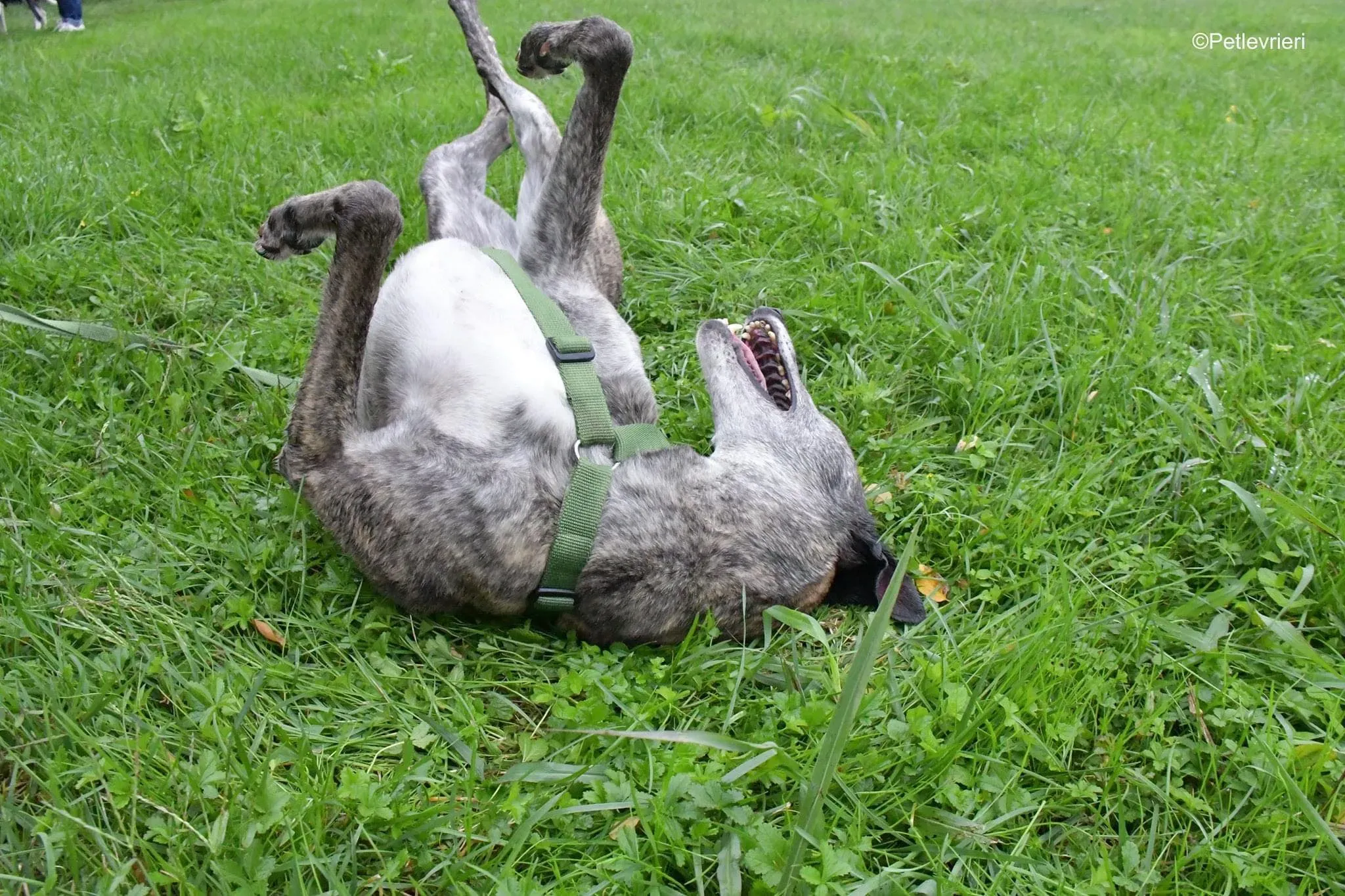 Ruby greyhound adoptionday adozione levrieri 12