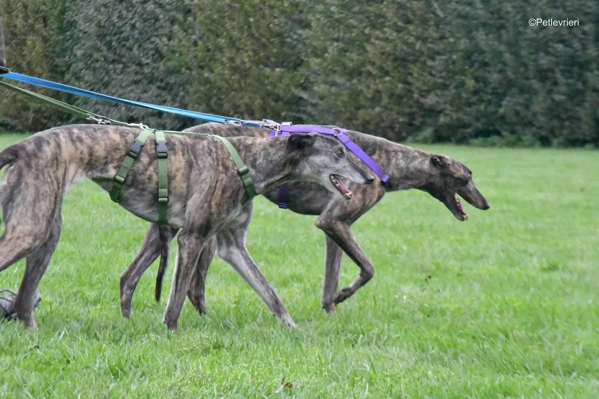 Ruby greyhound adoptionday adozione levrieri 13