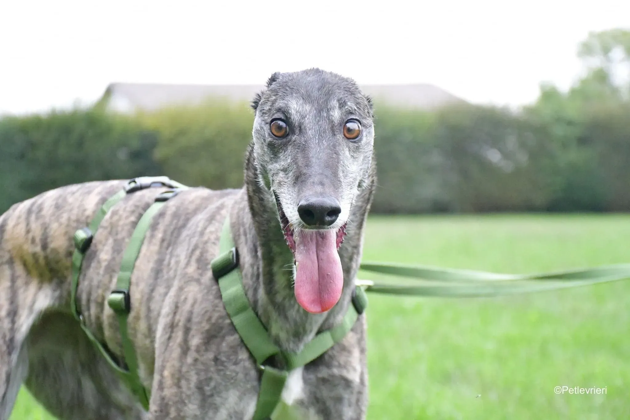 Ruby greyhound adoptionday adozione levrieri 14