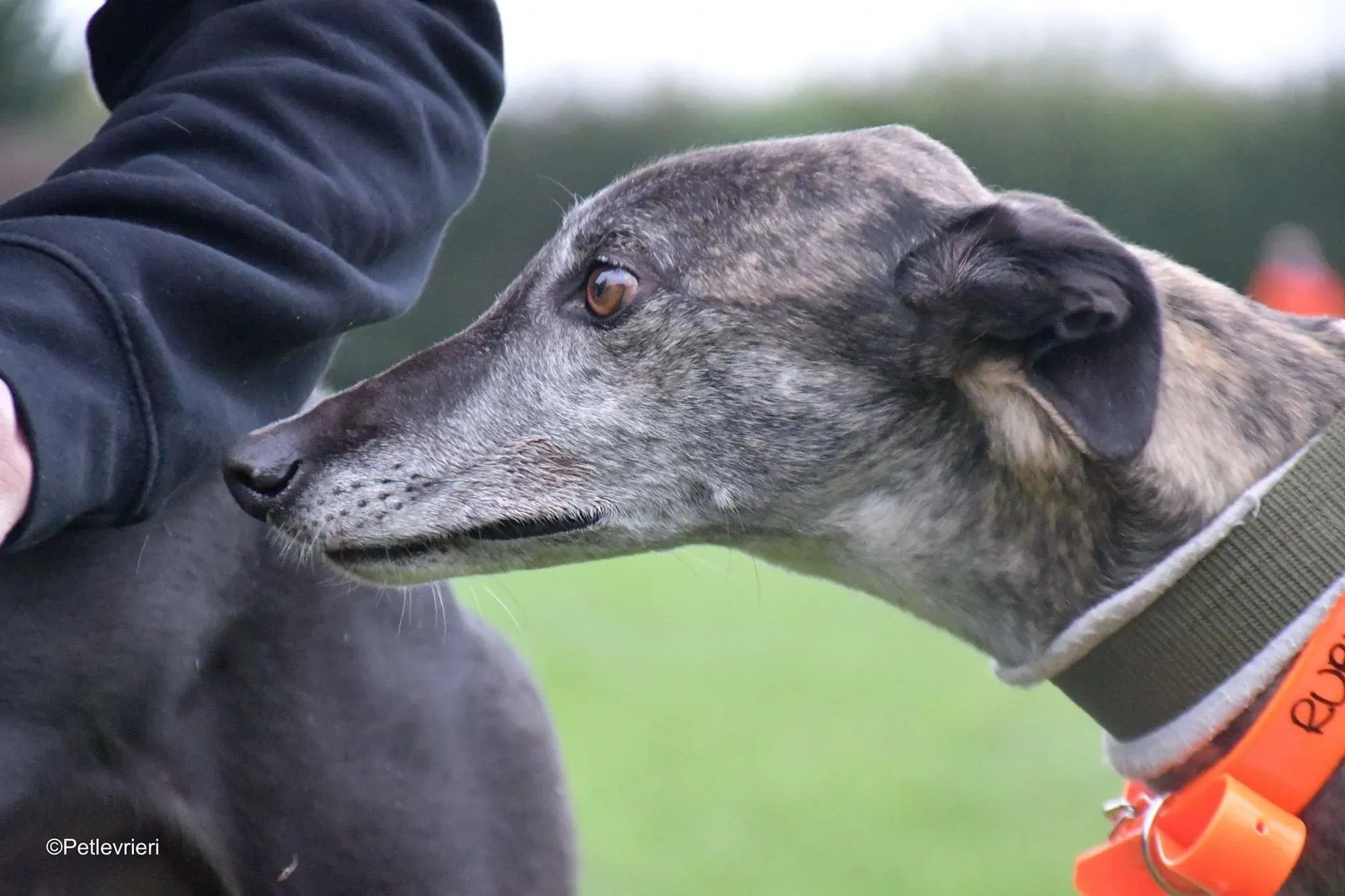 Ruby greyhound adoptionday adozione levrieri 15
