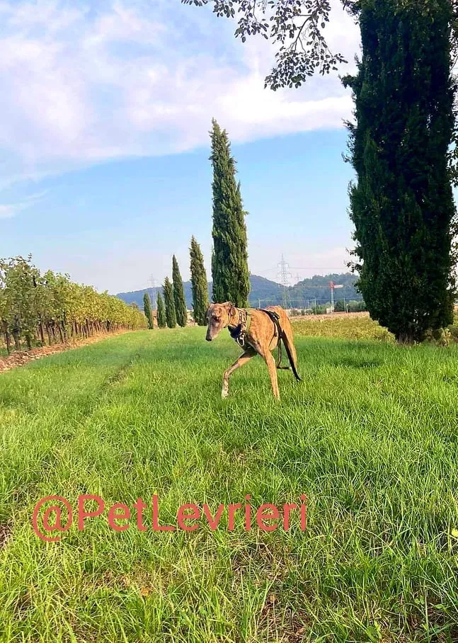 Rudy adozione levrieri galgo 35