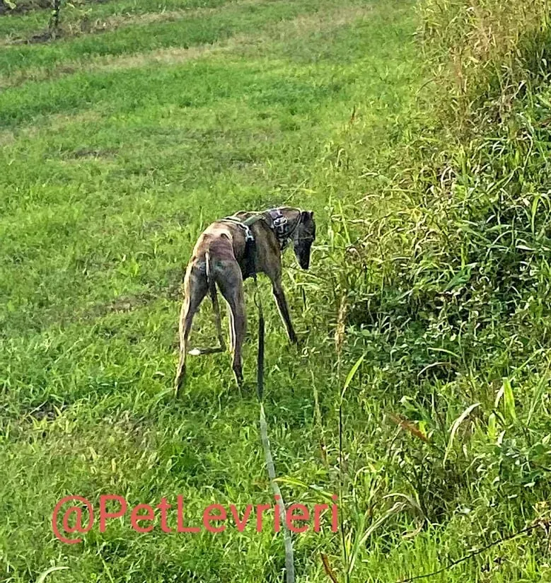Rudy adozione levrieri galgo 36