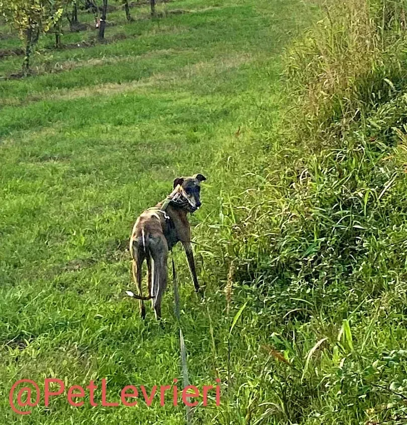 Rudy adozione levrieri galgo 37