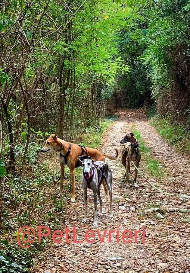 Rudy adozione levrieri galgo 38