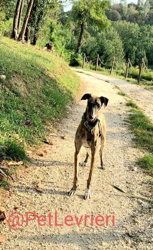 Rudy adozione levrieri galgo 39
