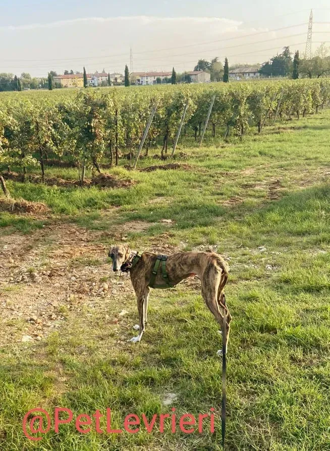 Rudy adozione levrieri galgo 40