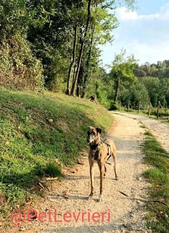 Rudy adozione levrieri galgo 41