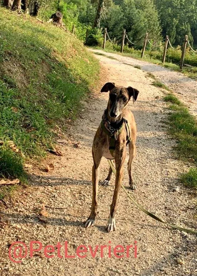 Rudy adozione levrieri galgo 42