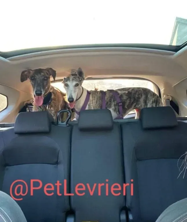 Rudy adozione levrieri galgo 43