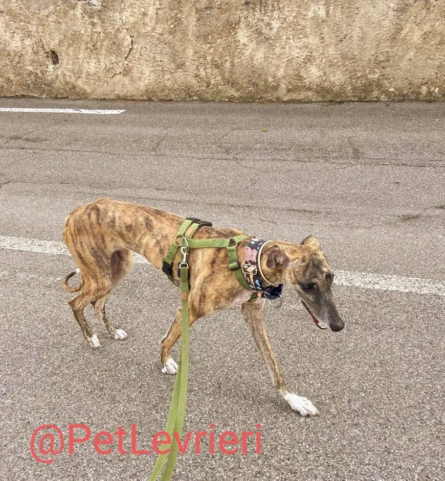 Rudy adozione levrieri galgo 44