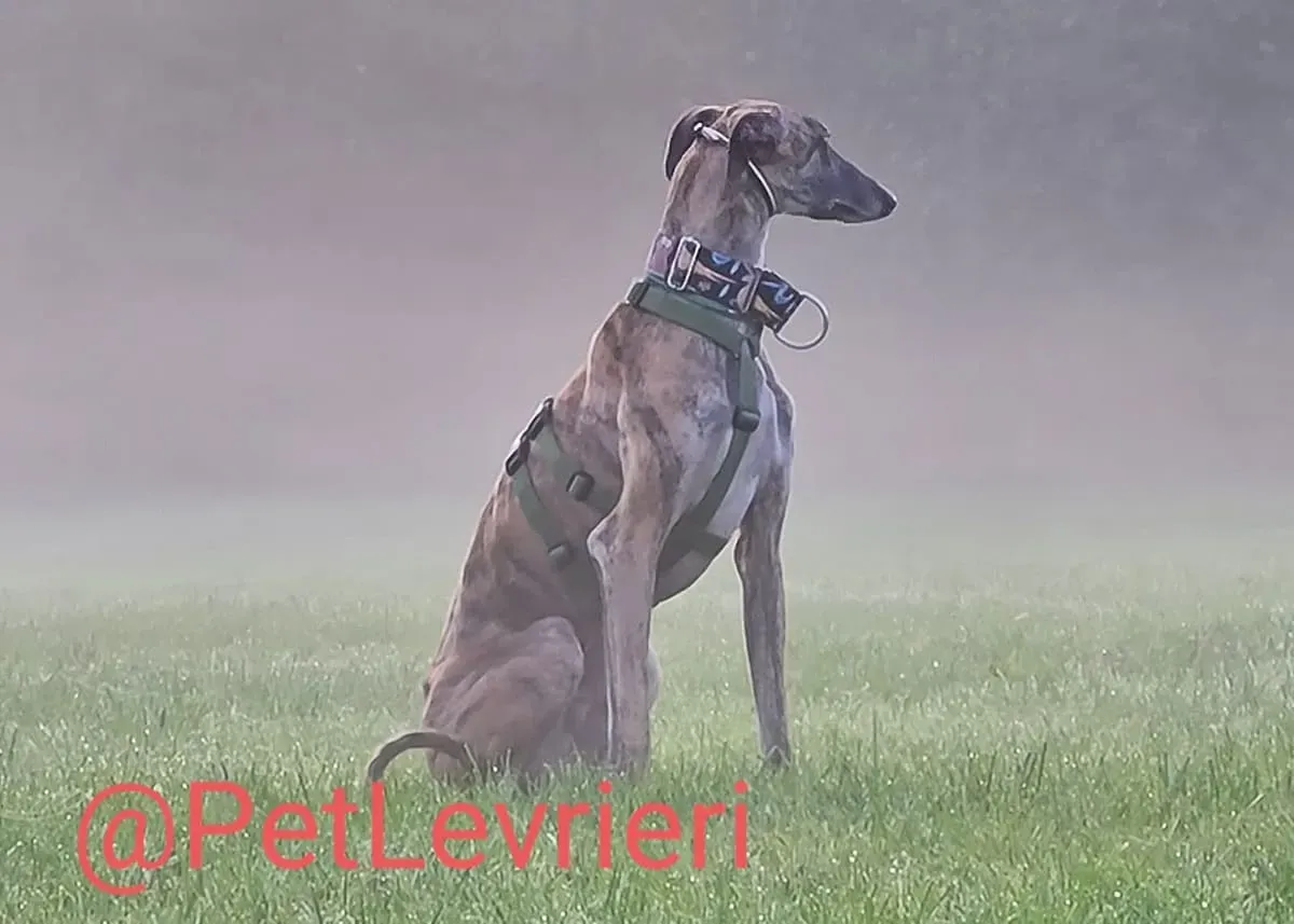 Rudy adozione levrieri galgo 50