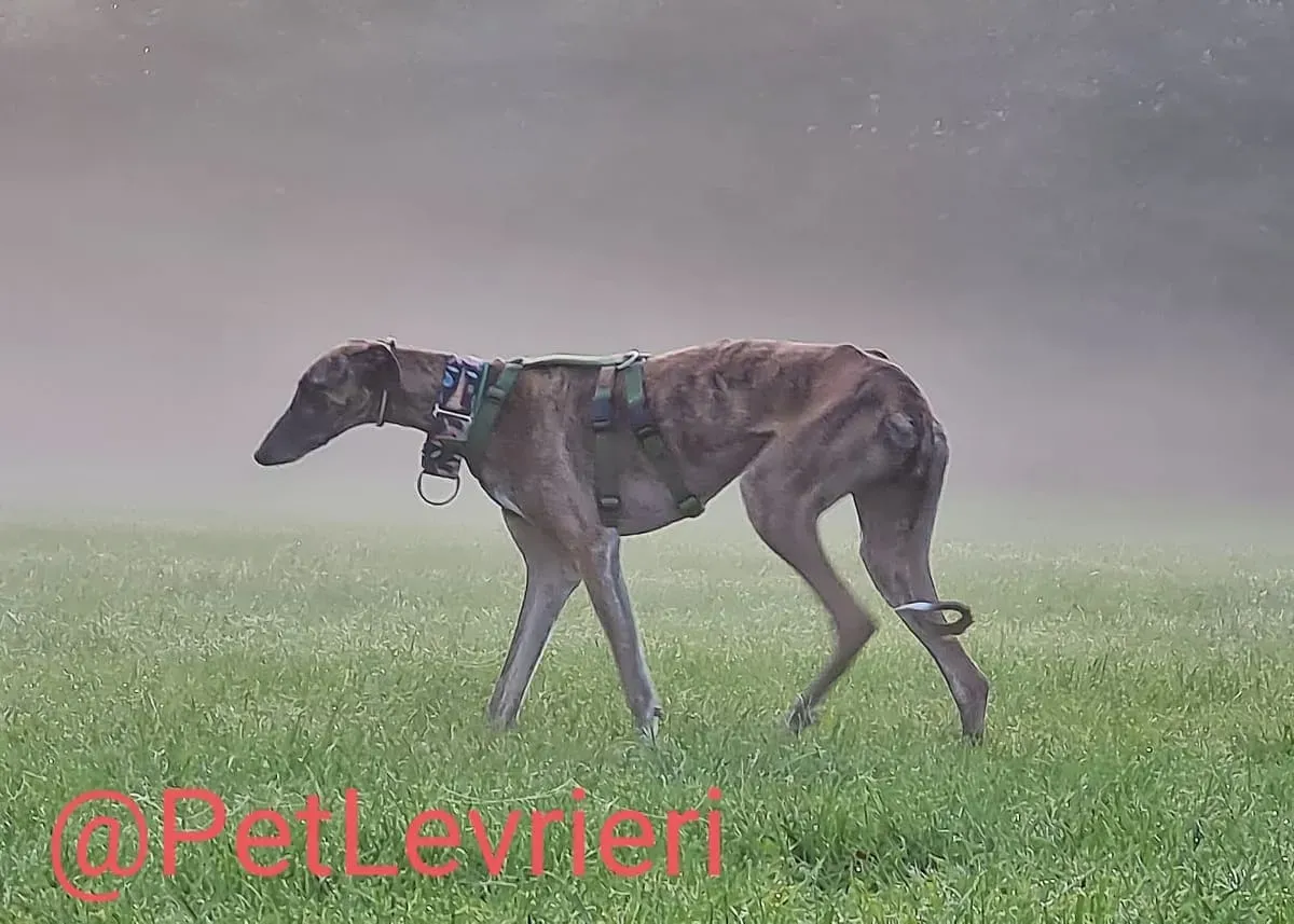 Rudy adozione levrieri galgo 51
