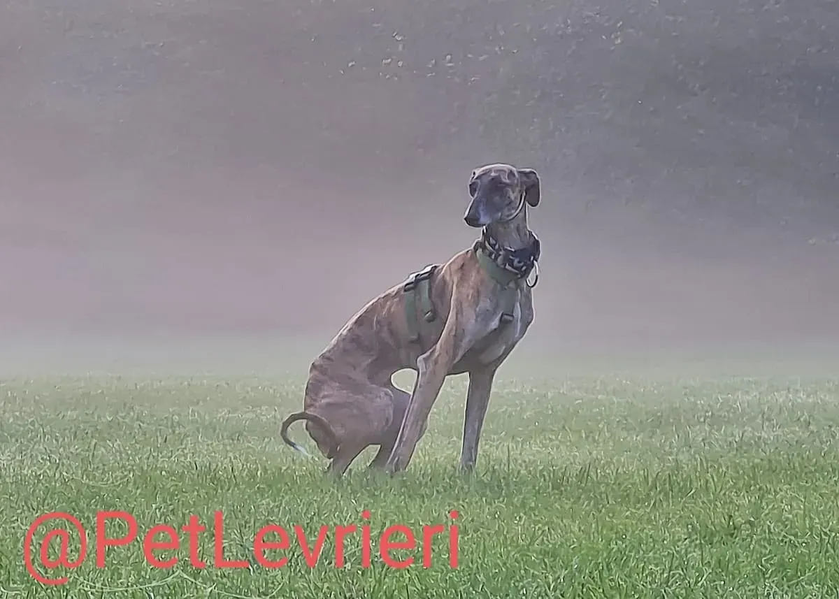 Rudy adozione levrieri galgo 52
