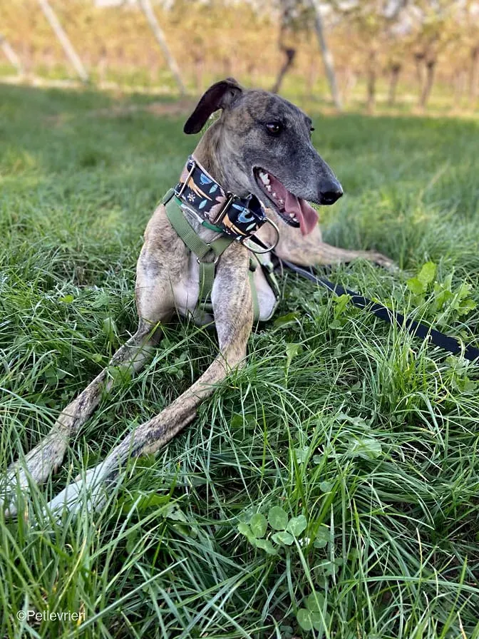 Rudy adozione levrieri galgo foster cane 37