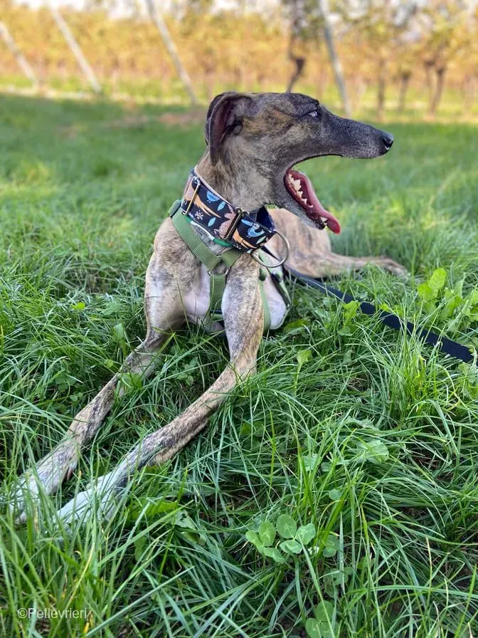 Rudy adozione levrieri galgo foster cane 38