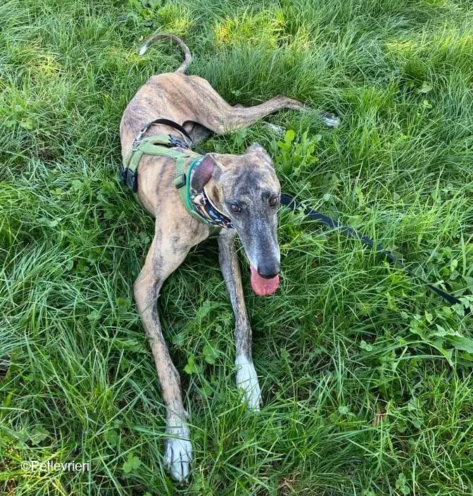 Rudy adozione levrieri galgo foster cane 39