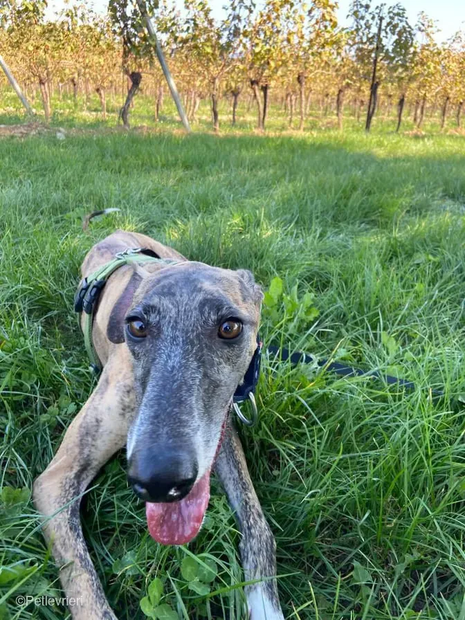 Rudy adozione levrieri galgo foster cane 41