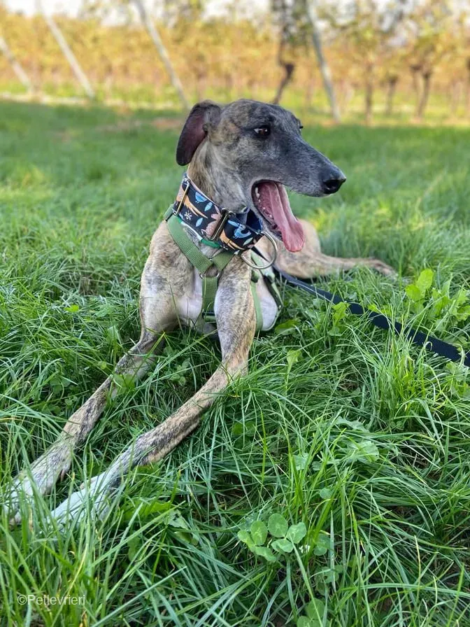 Rudy adozione levrieri galgo foster cane 46