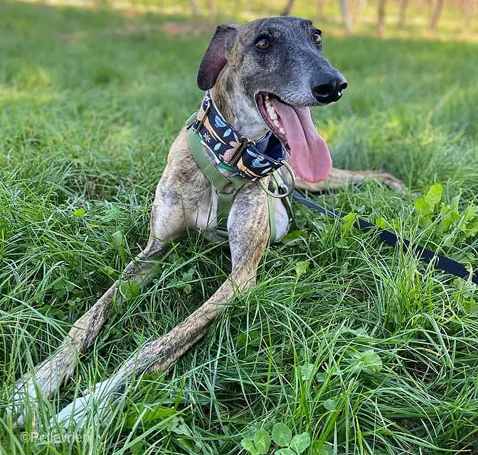 Rudy adozione levrieri galgo foster cane 55