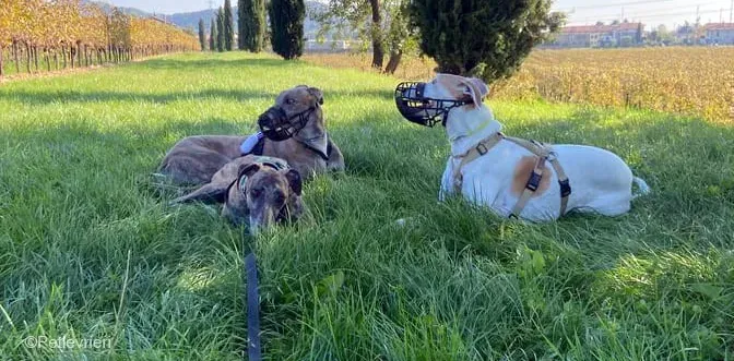 Rudy adozione levrieri galgo foster cane 56
