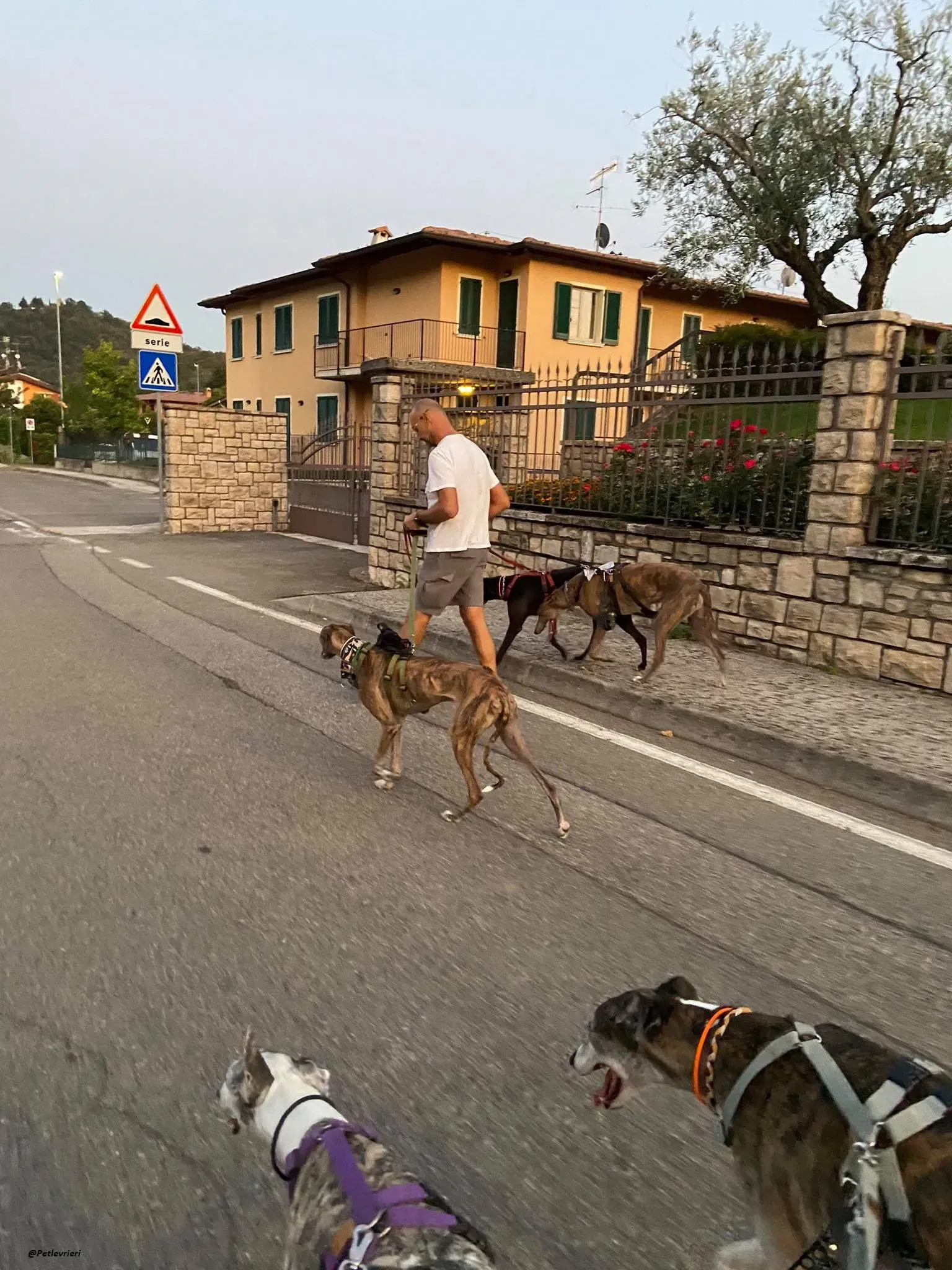 Rudy ilgalgo adozione levrieri foster 1