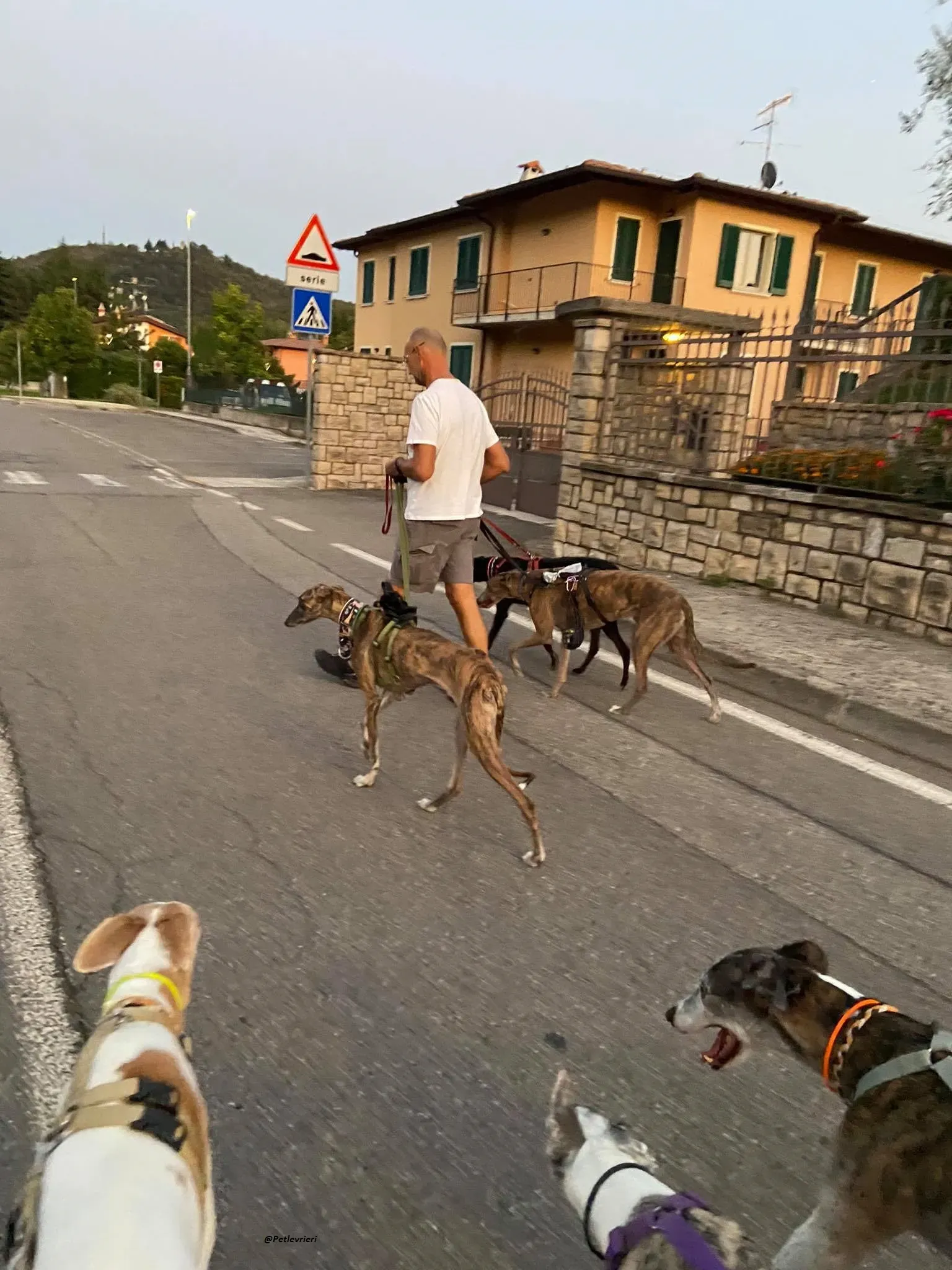 Rudy ilgalgo adozione levrieri foster 2