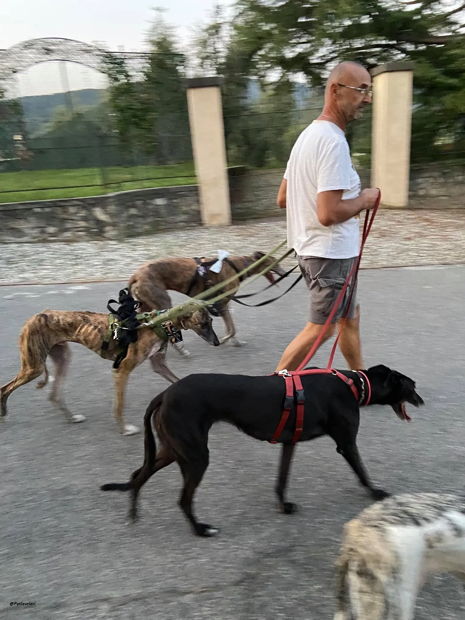 Rudy ilgalgo adozione levrieri foster 3