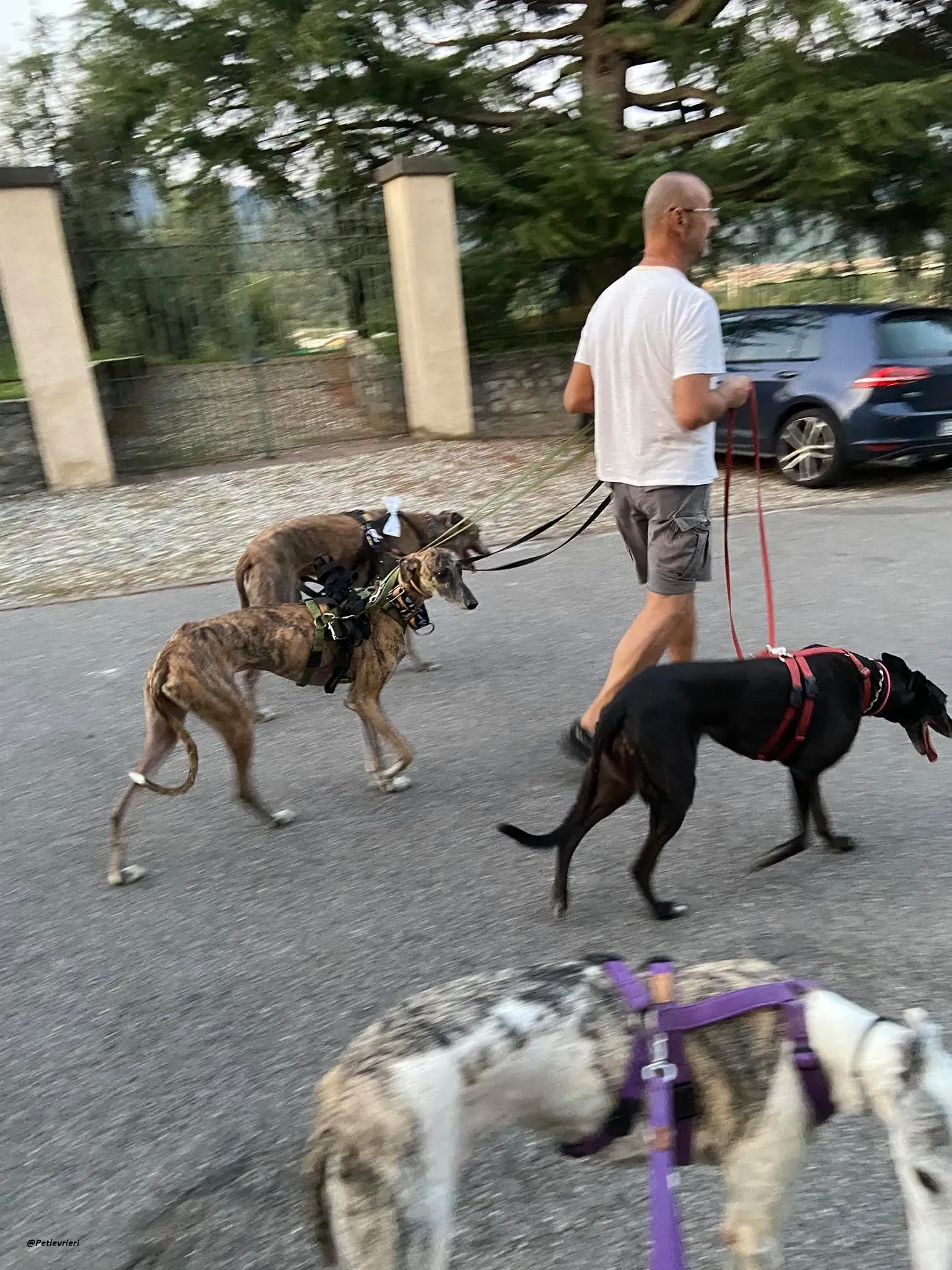 Rudy ilgalgo adozione levrieri foster 4