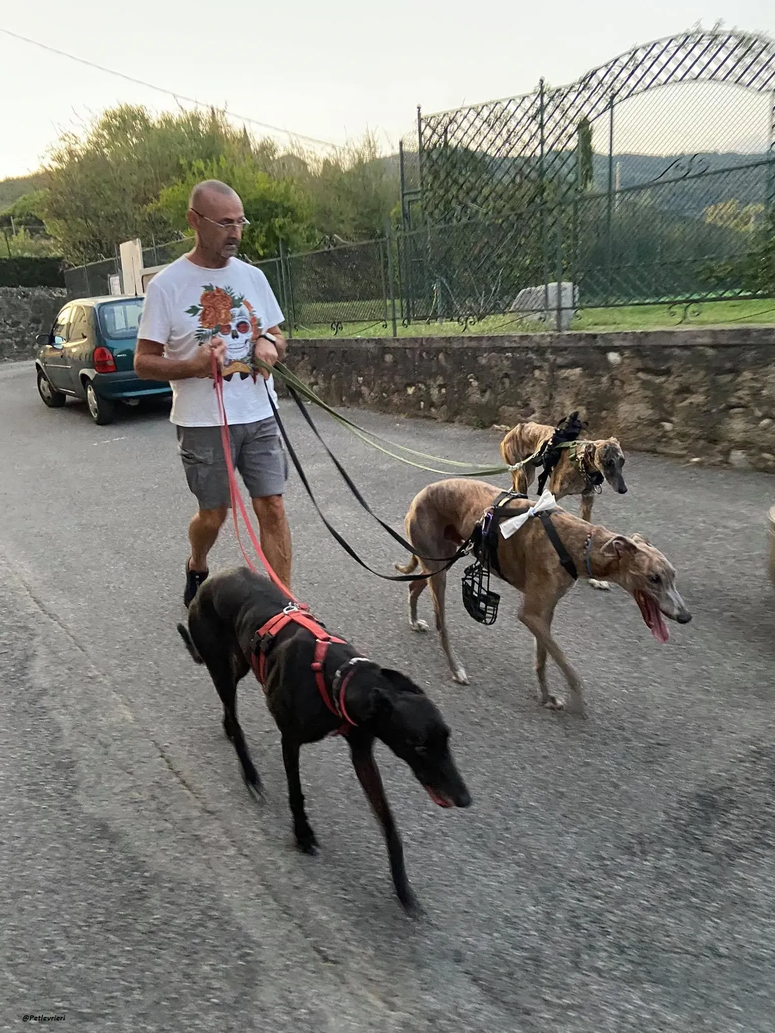 Rudy ilgalgo adozione levrieri foster 5