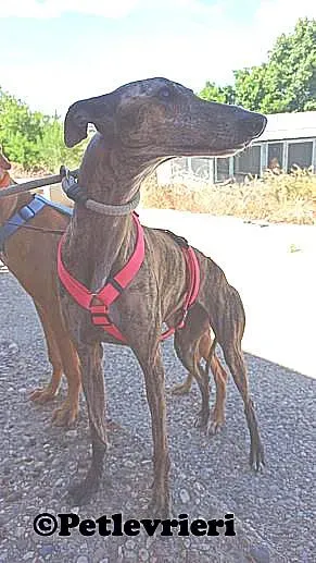 Rumba adozione levrieri galgo 01
