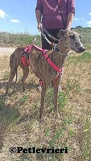 Rumba adozione levrieri galgo 02