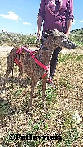 Rumba adozione levrieri galgo 03
