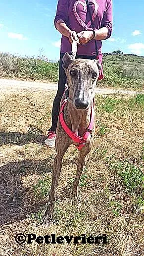 Rumba adozione levrieri galgo 04