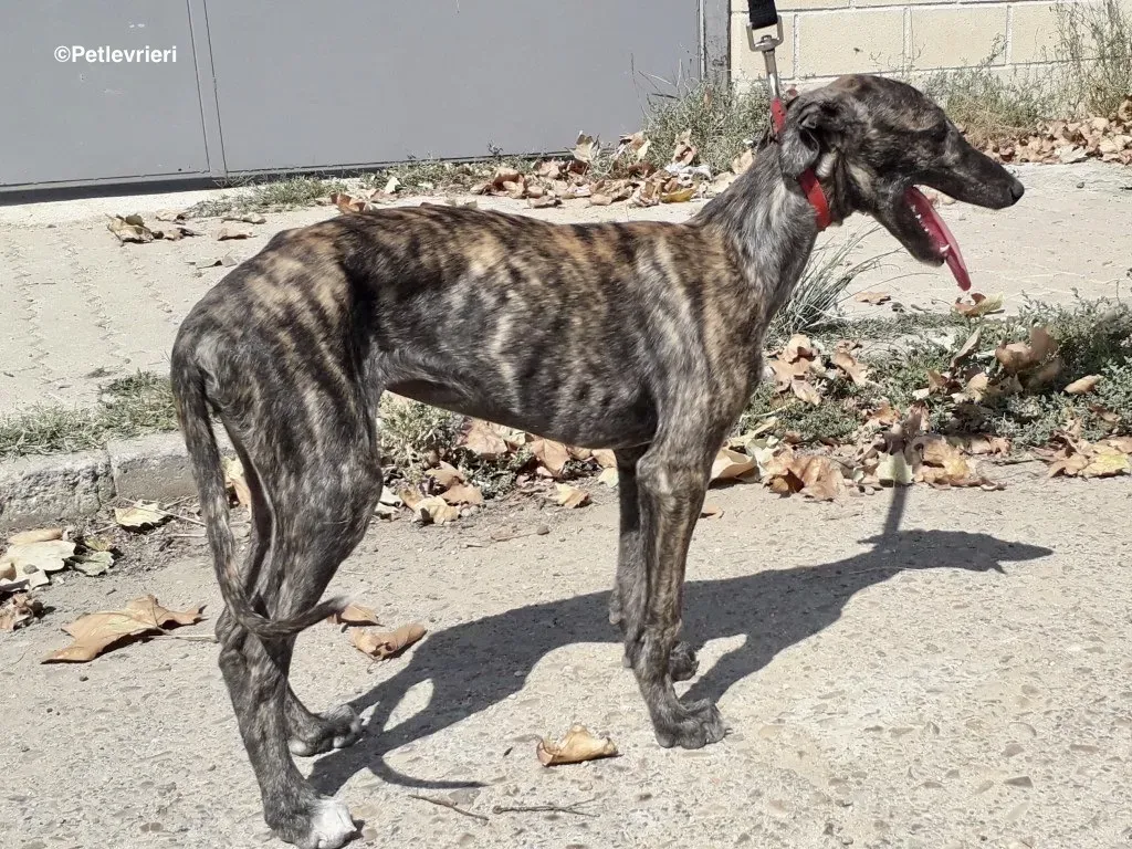 Running Free adozioni levrieri galgo 01
