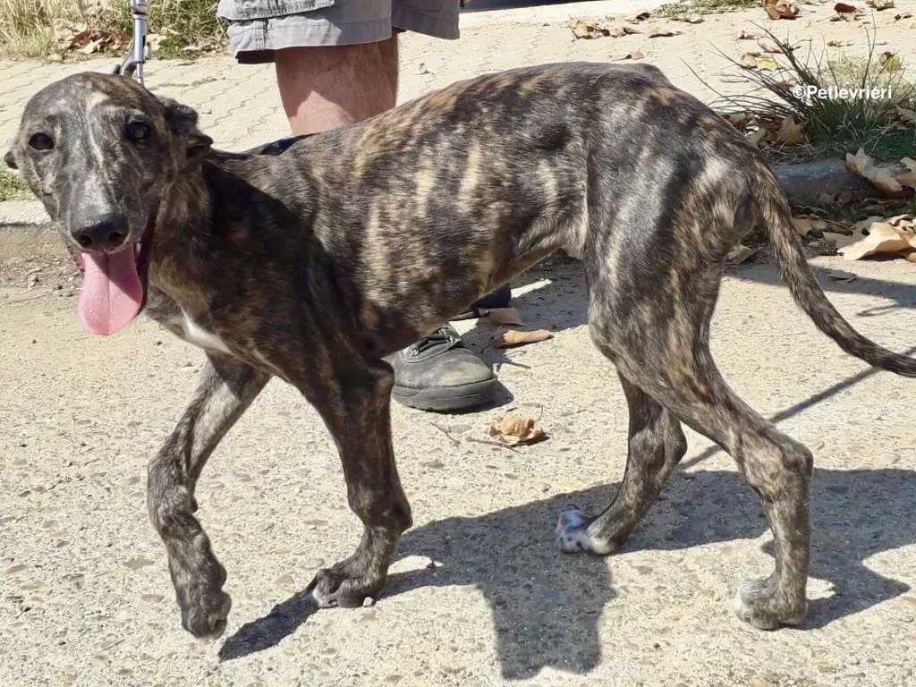 Running Free adozioni levrieri galgo 02