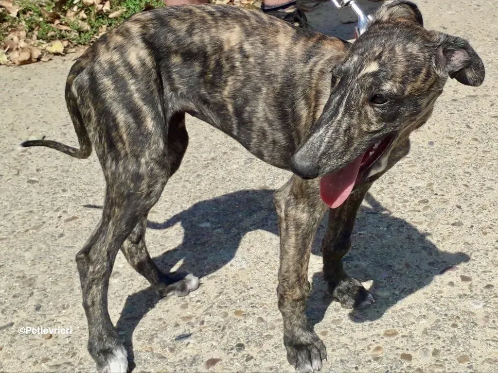 Running Free adozioni levrieri galgo 03