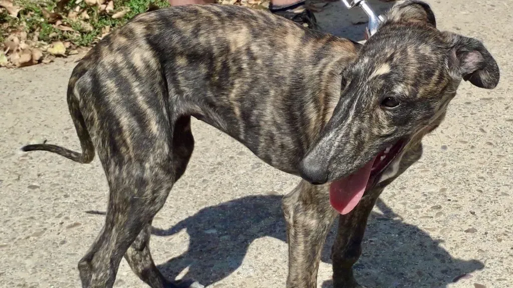 Running Free adozioni levrieri galgo 05