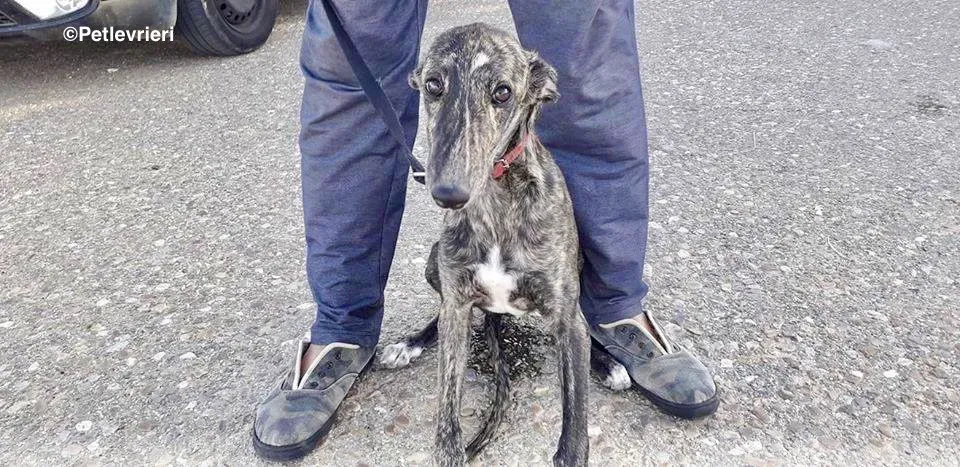 Running Free adozioni levrieri galgo 06