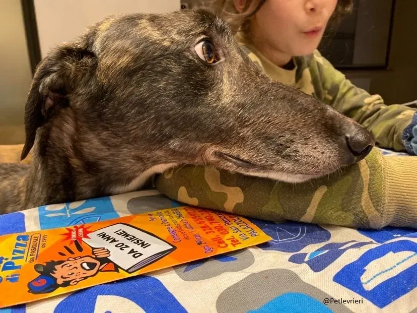 Rupert greyhound foster adozionelevrieri greygentile 1