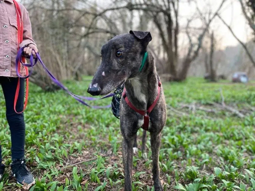 Rupert greyhound foster adozionelevrieri greygentile 10