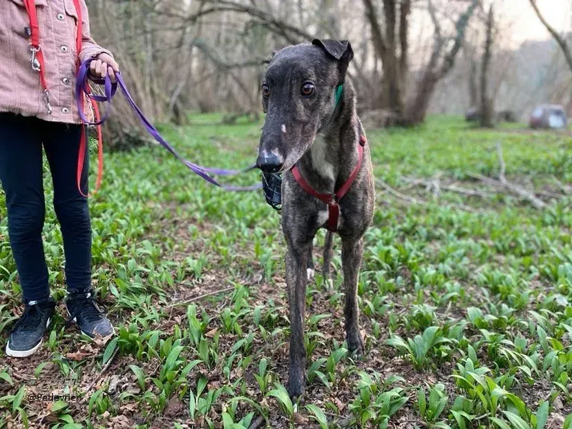 Rupert greyhound foster adozionelevrieri greygentile 11